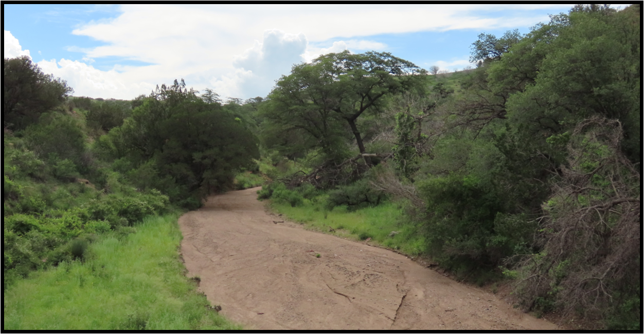 A dirt road going through a lush green forest.