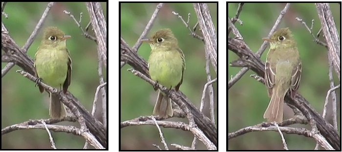 Three pictures of a bird perched on a tree branch.