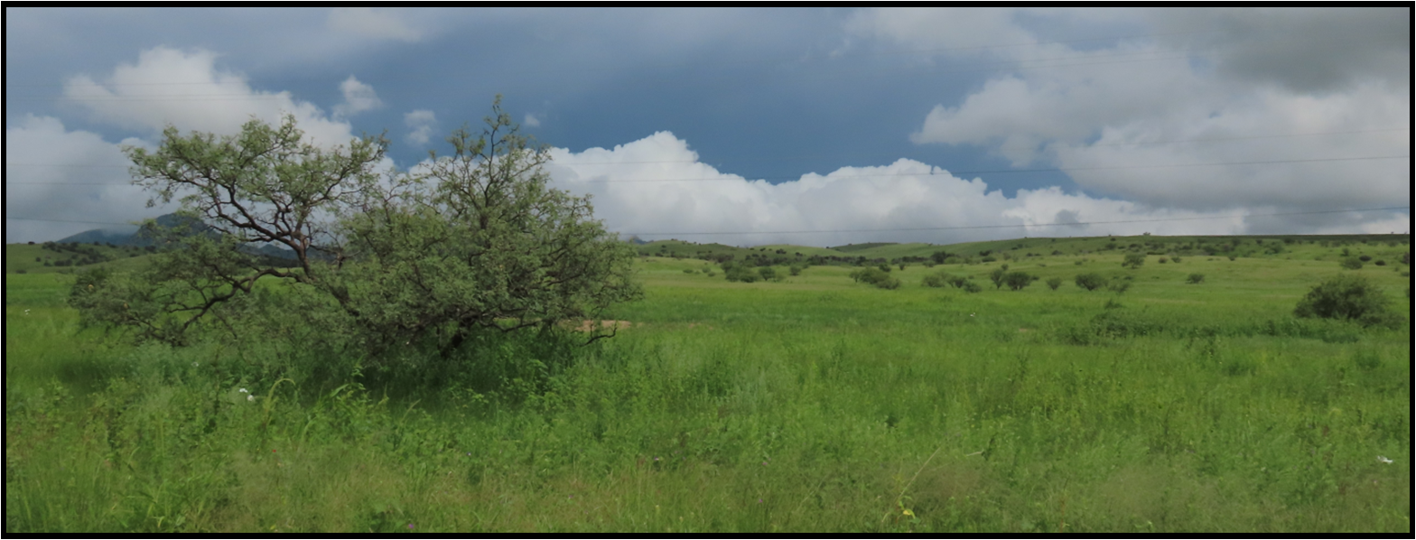 There is a tree in the middle of a grassy field.