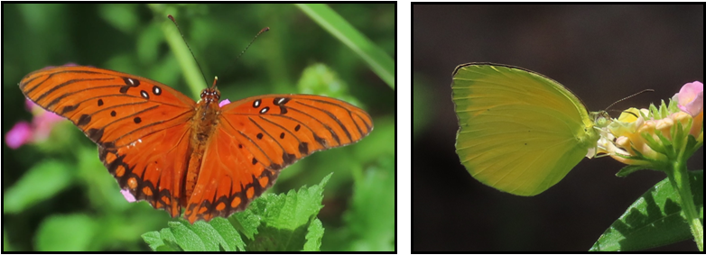 A butterfly is sitting on a plant next to another butterfly