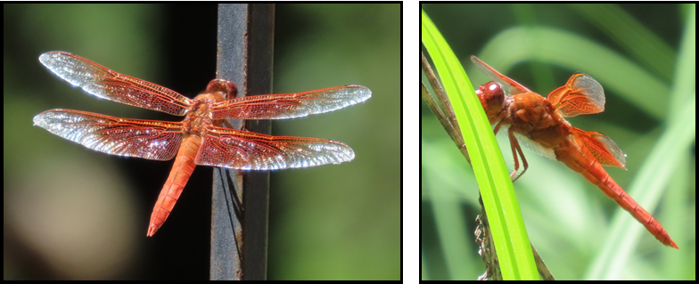 Two pictures of a dragonfly sitting on a plant