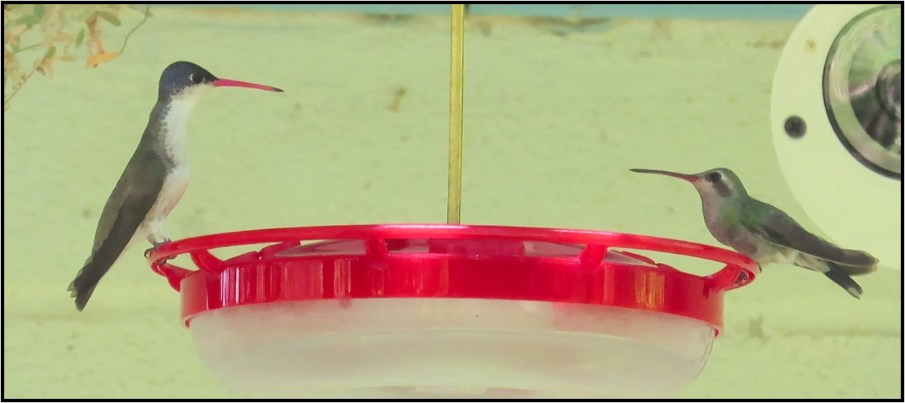 Two hummingbirds are feeding from a red bird feeder