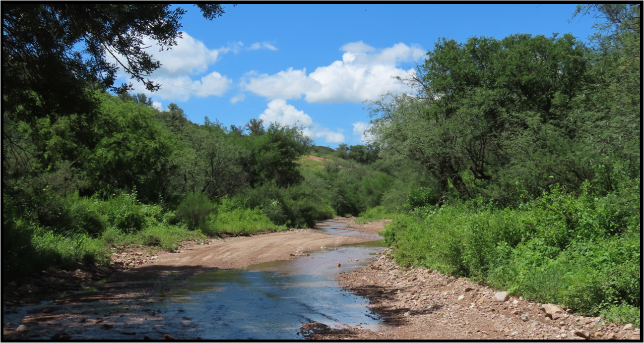A river runs through a lush green forest on a sunny day