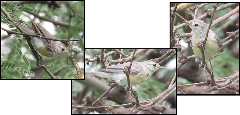 Three pictures of a bird sitting on a tree branch