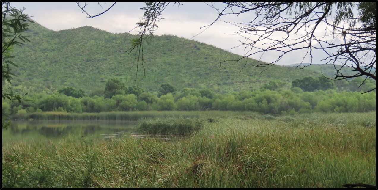 A lake surrounded by tall grass and trees with mountains in the background