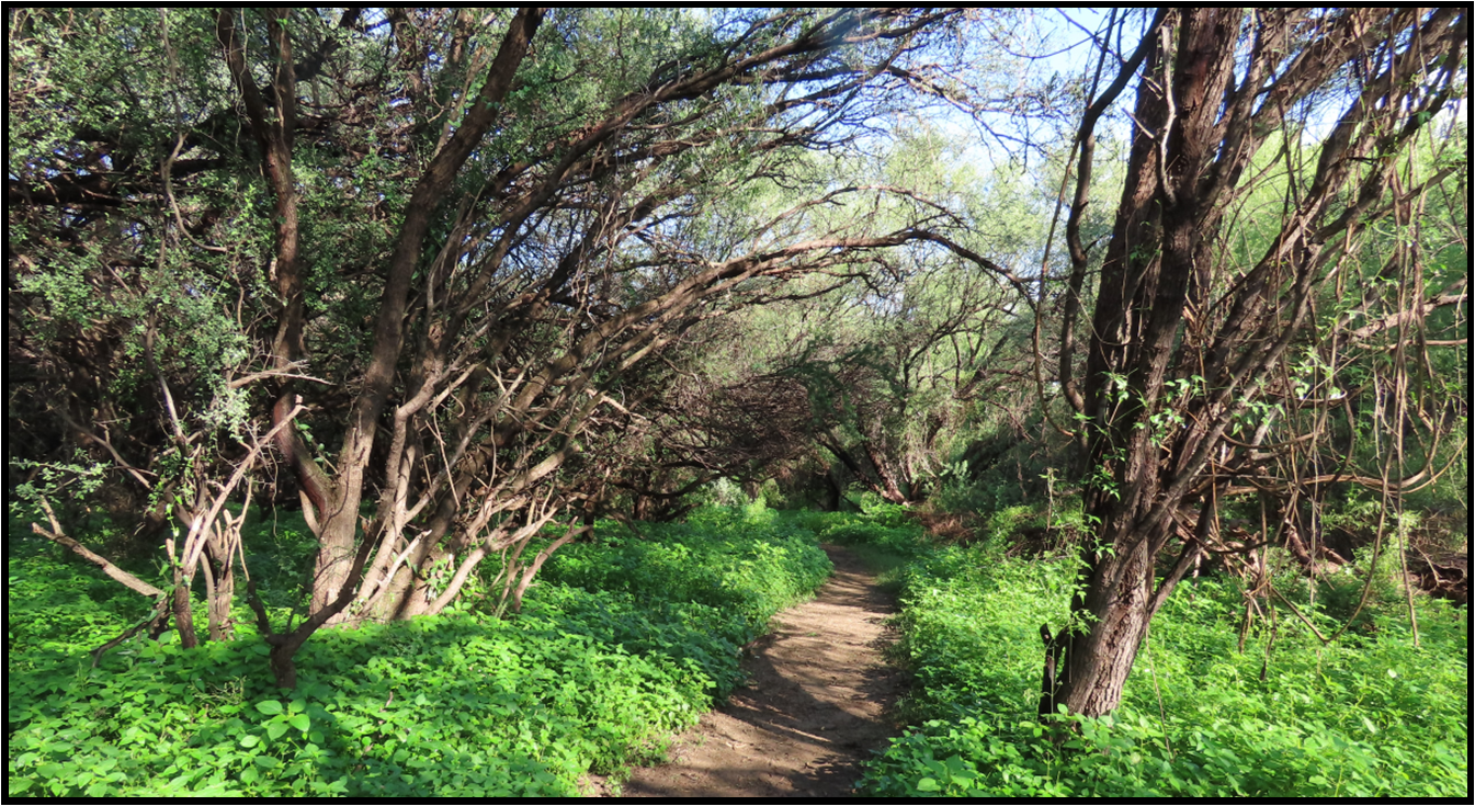 A path in the middle of a forest surrounded by trees and grass.
