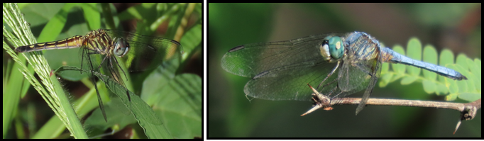 A dragonfly is sitting on a leaf and a dragonfly is sitting on a branch.