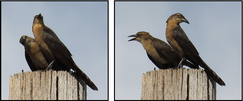 A couple of birds sitting on top of a wooden post