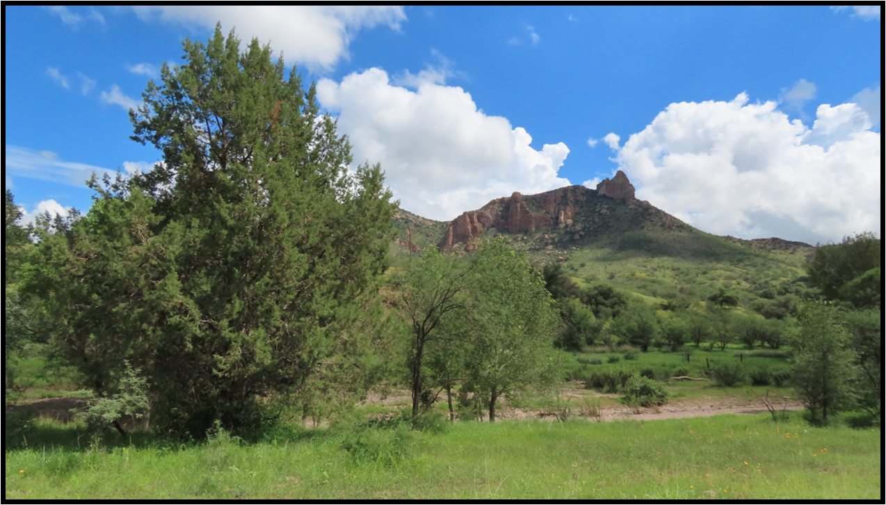 A grassy field with trees and a mountain in the background