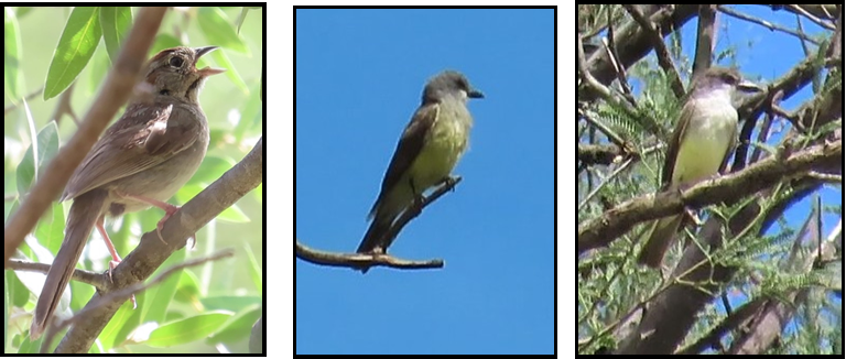 Three pictures of birds sitting on a tree branch