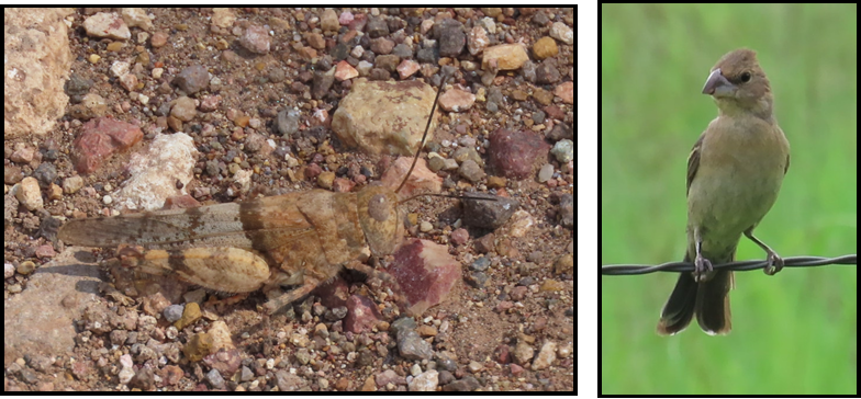 A picture of a grasshopper and a picture of a bird perched on a barbed wire fence.