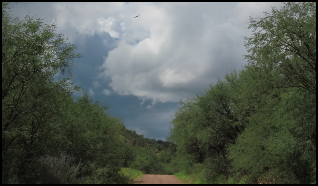 A dirt road going through a forest with clouds in the sky