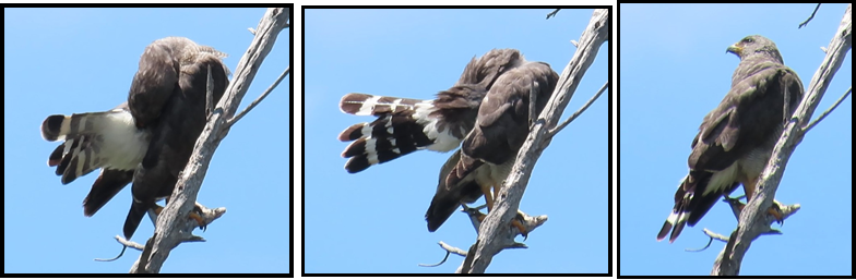 Three pictures of a bird sitting on a tree branch
