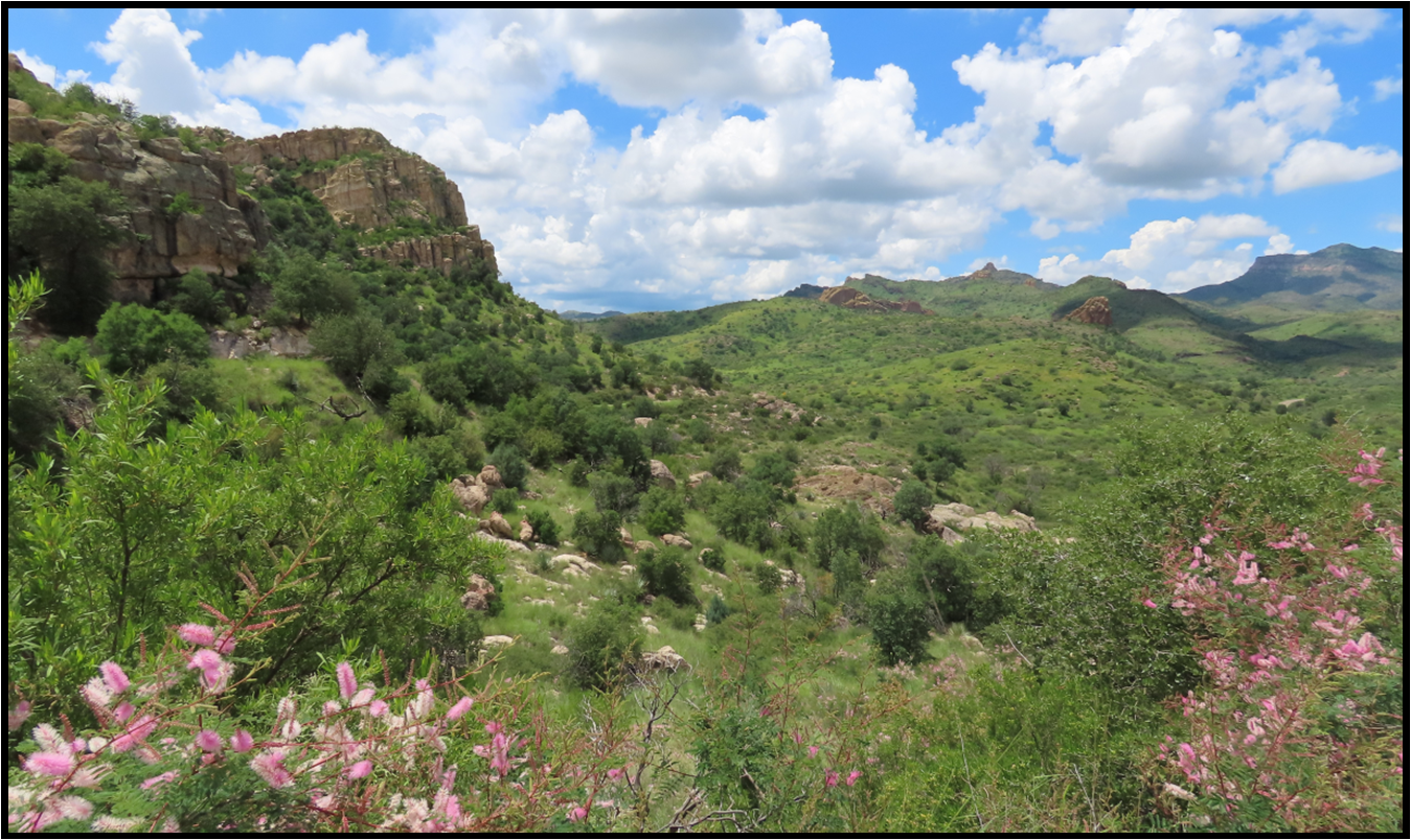A lush green hillside with pink flowers in the foreground and mountains in the background