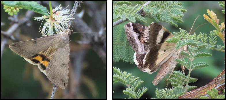 A moth is sitting on a branch next to a flower.