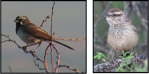 Two pictures of birds sitting on a tree branch.