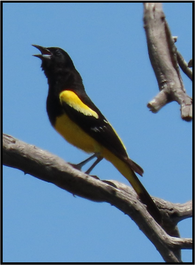 A black and yellow bird perched on a tree branch