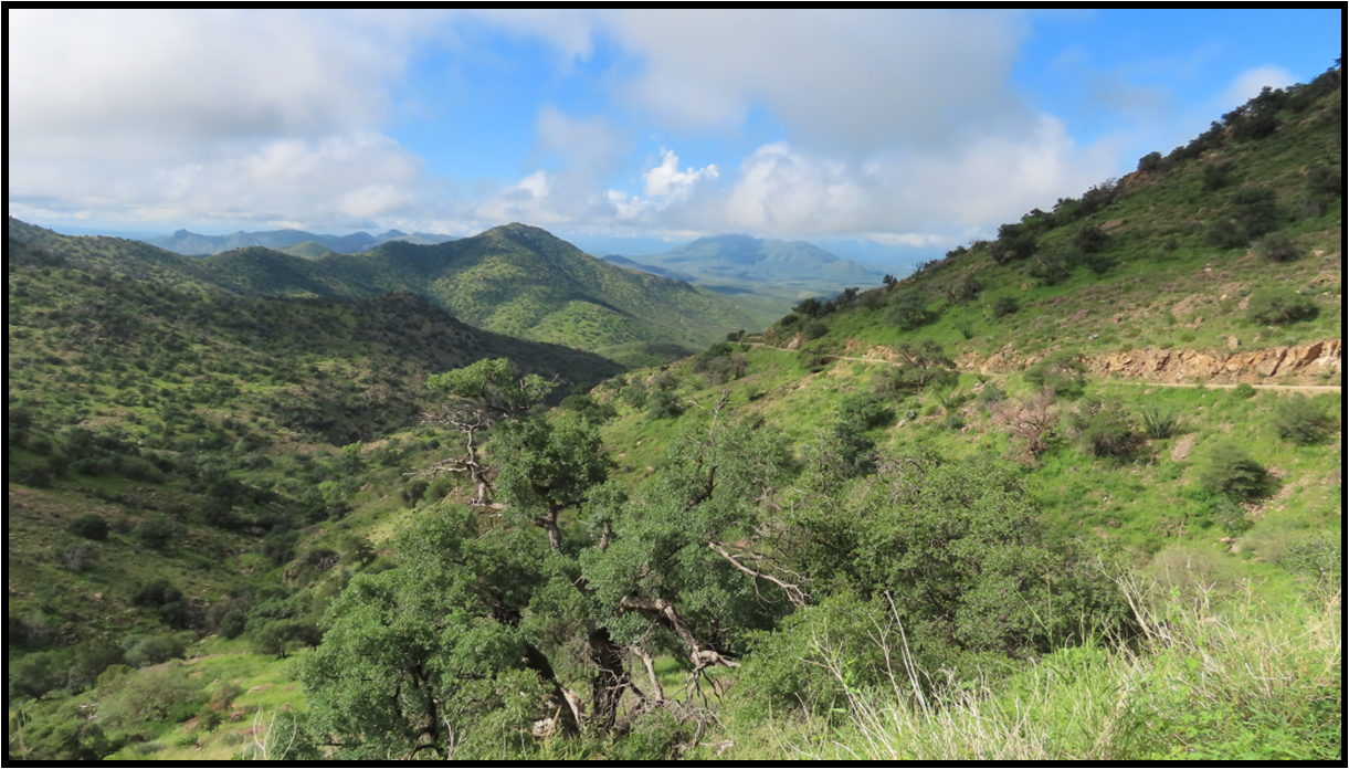 A mountain covered in trees and grass with a road going through it