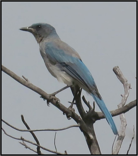 A blue and white bird perched on a tree branch