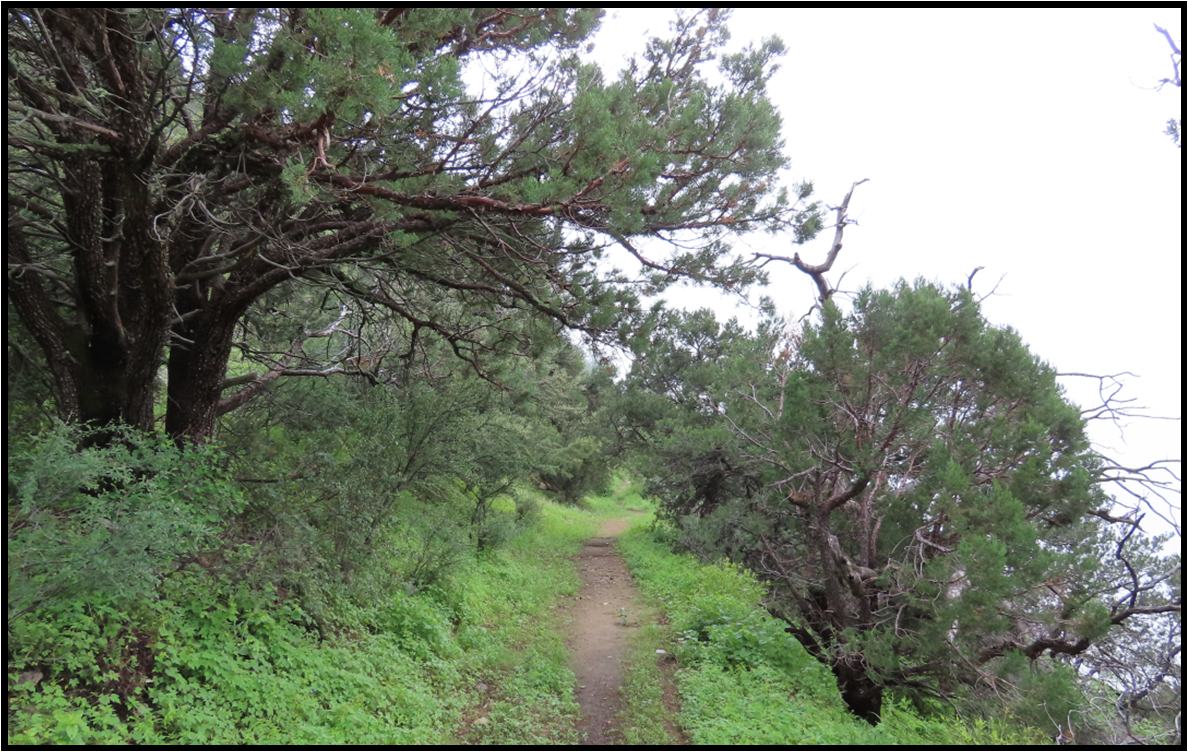 A path in the woods surrounded by trees and grass