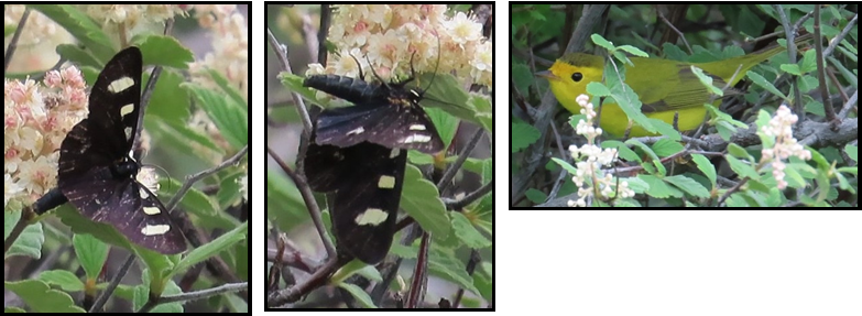 Three pictures of butterflies and a yellow bird