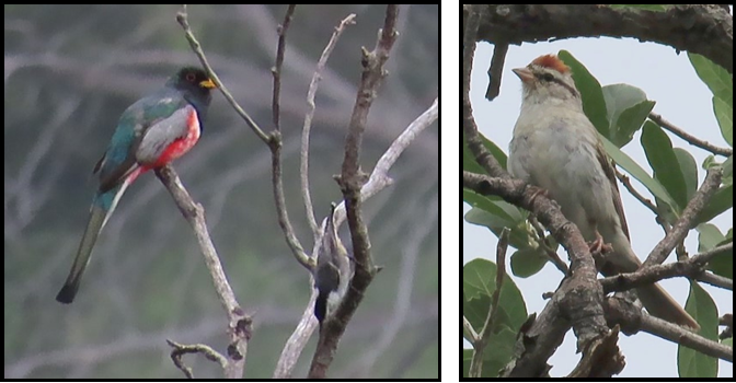 Two birds are perched on branches in a tree