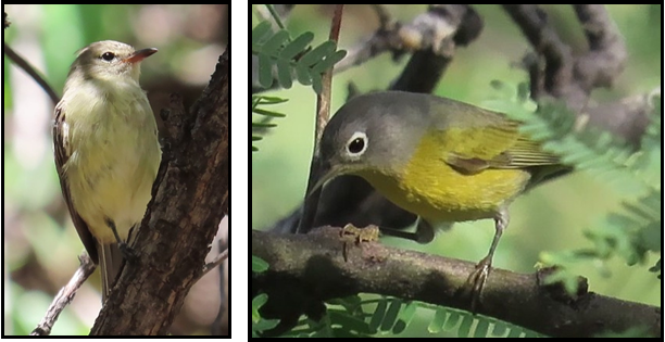 Two pictures of a bird sitting on a tree branch