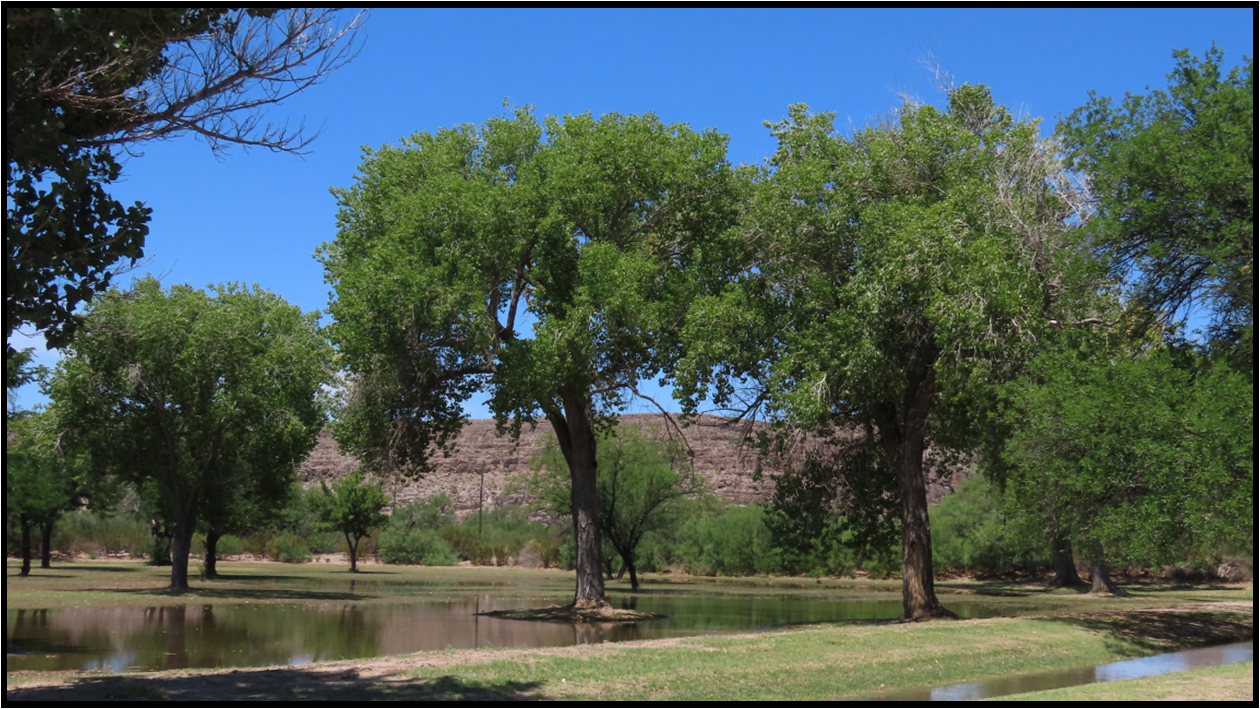 A lake surrounded by trees and grass with a blue sky in the background