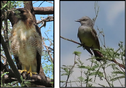 Two pictures of birds sitting on a tree branch