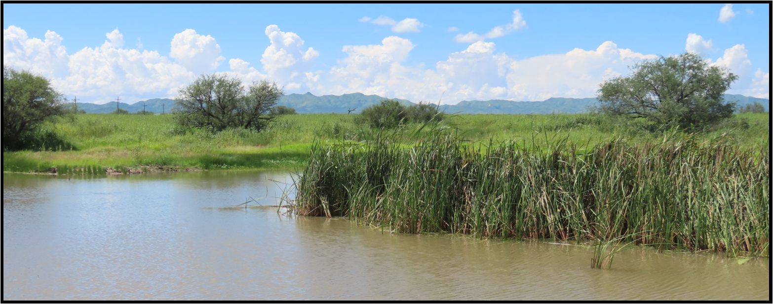 A large body of water surrounded by tall grass and trees.