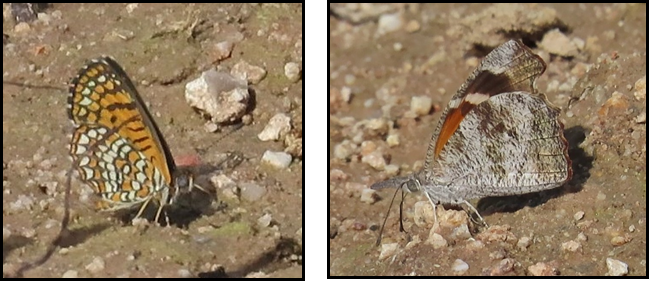 Two pictures of a butterfly sitting on the ground