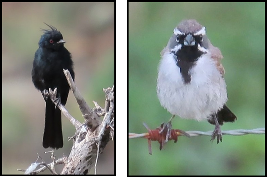 A black bird and a white bird are sitting on a branch