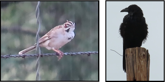 A bird perched on a barbed wire fence next to a crow perched on a wooden post.