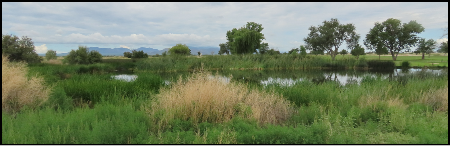 A swamp surrounded by tall grass and trees with mountains in the background
