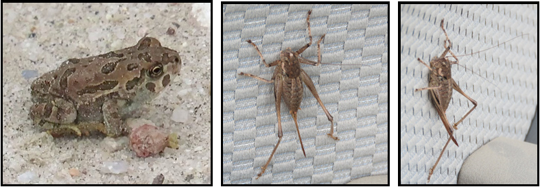 Three pictures of a frog , a grasshopper and a mosquito