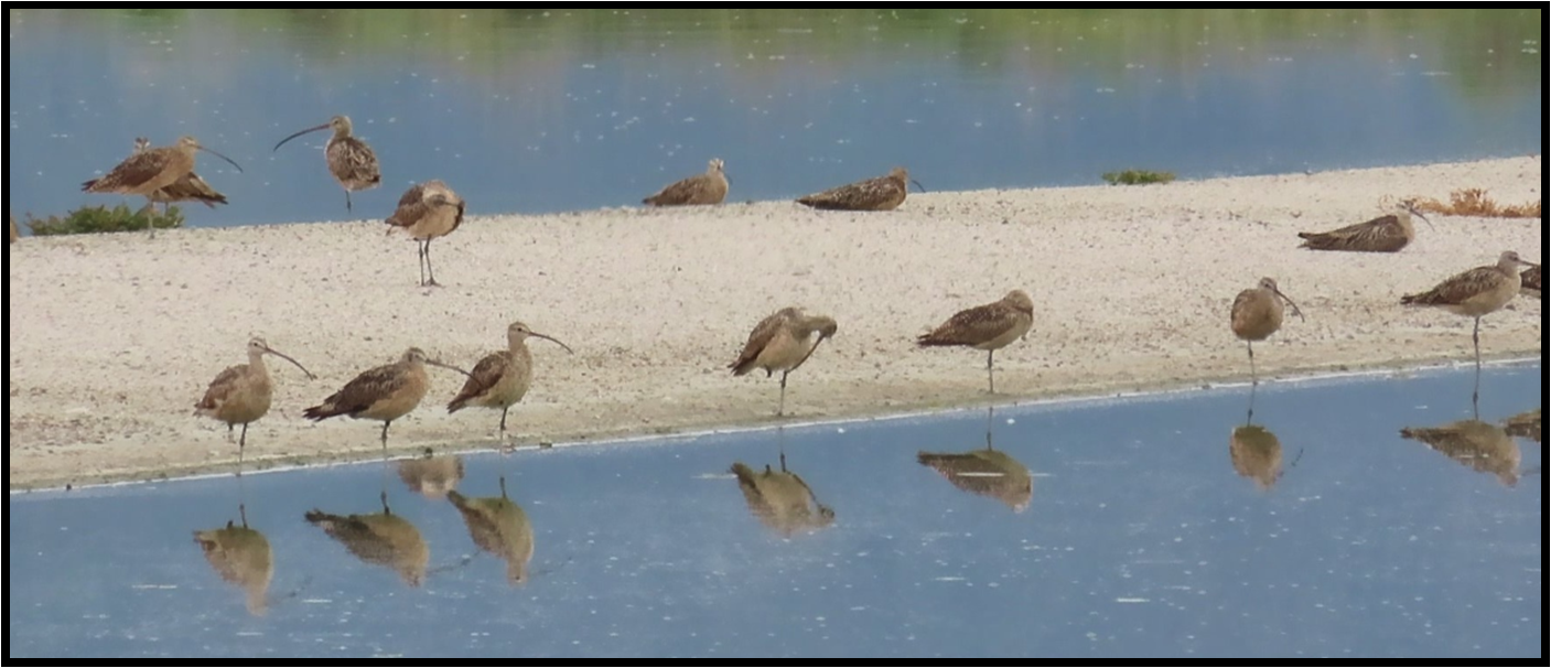 A flock of birds standing on a beach near a body of water