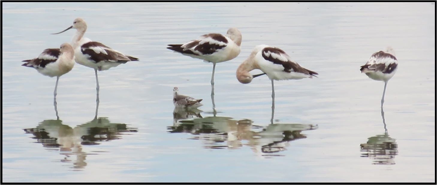 A group of birds are standing in the water.