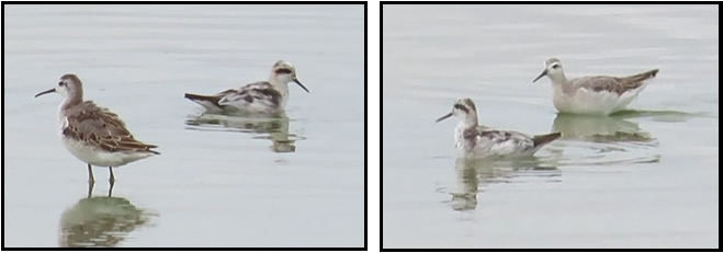 Three birds are standing on a rock in the water.