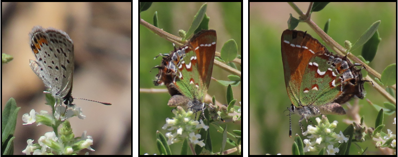 Three pictures of a butterfly sitting on a flower