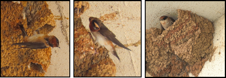 Three pictures of birds in nests on a wall