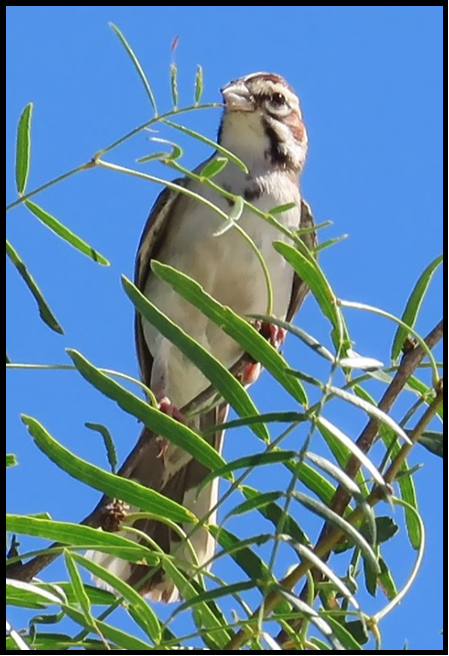 A bird perched on a tree branch with a blue sky in the background