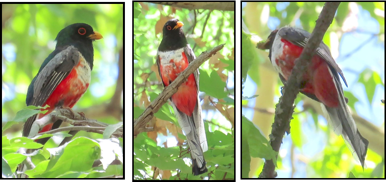 Three pictures of a bird sitting on a tree branch.