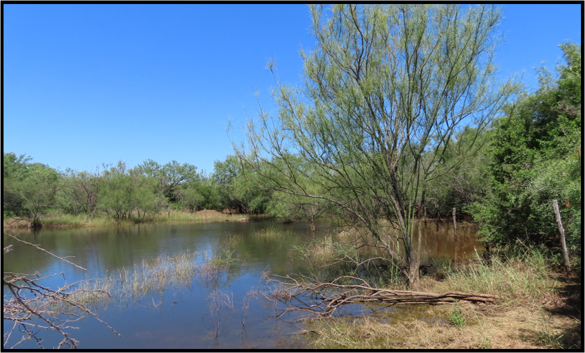 A large body of water surrounded by trees on a sunny day.