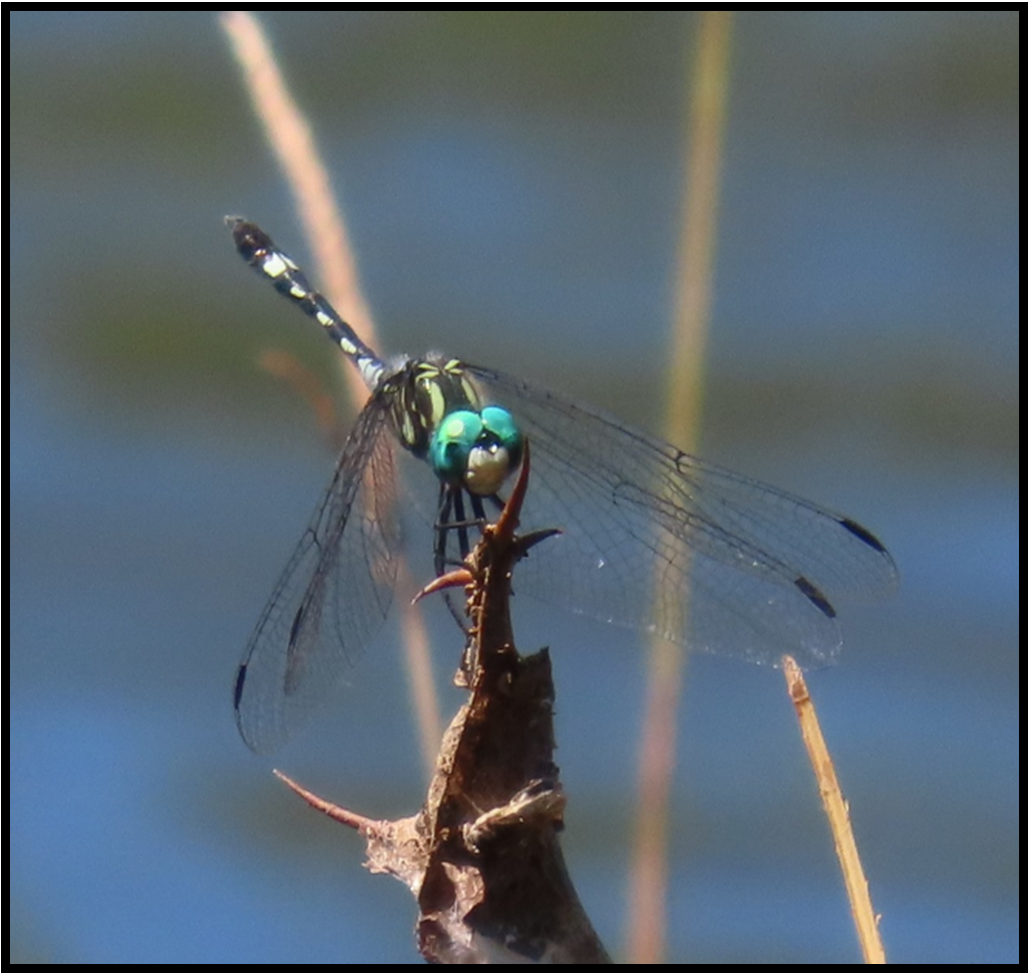 A dragonfly with blue eyes is perched on a stick