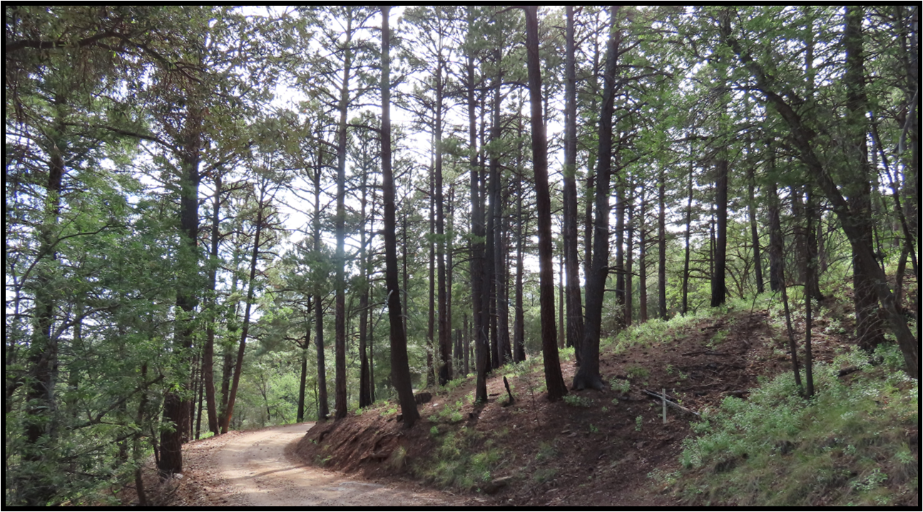 A dirt road in the middle of a forest