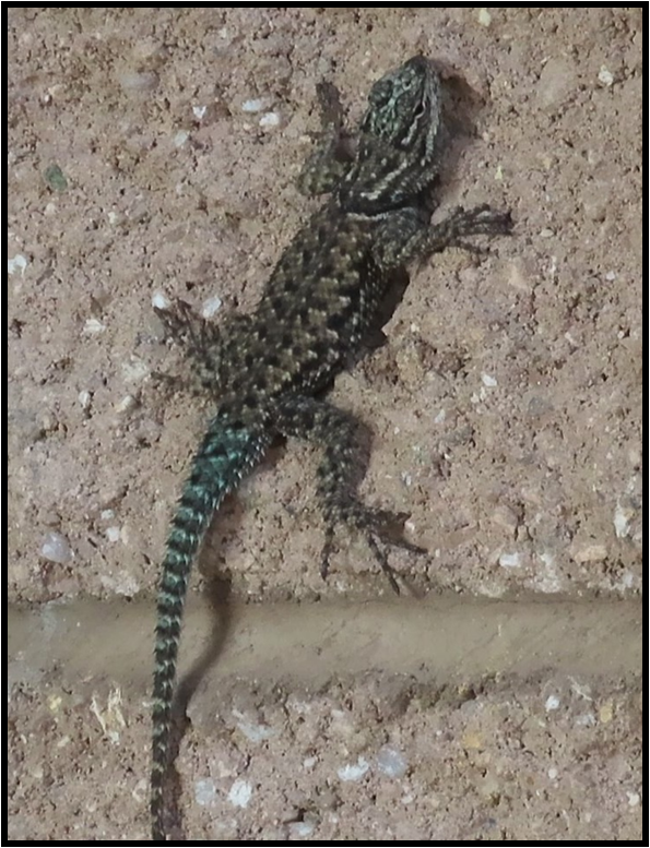 A small lizard is sitting on a brick wall