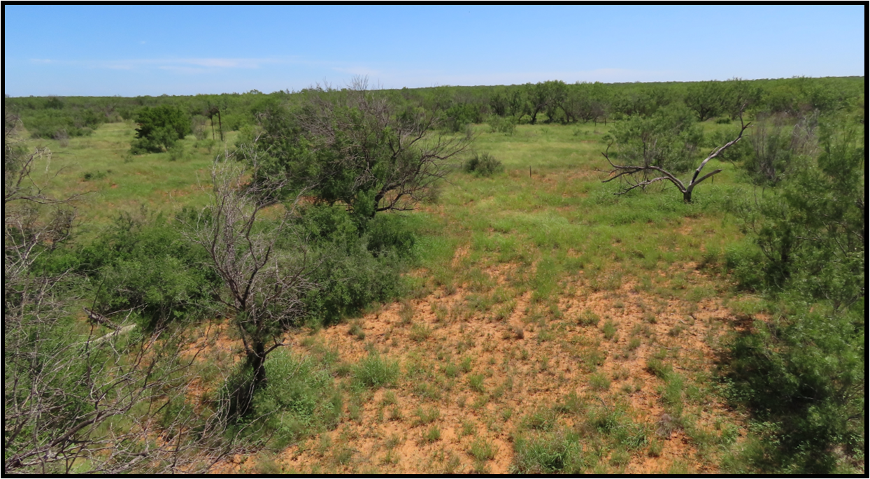 An aerial view of a grassy field with trees in the background.