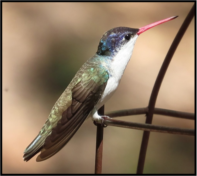 A hummingbird with a pink beak is perched on a wire