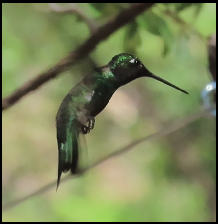 A hummingbird with a long beak is sitting on a branch