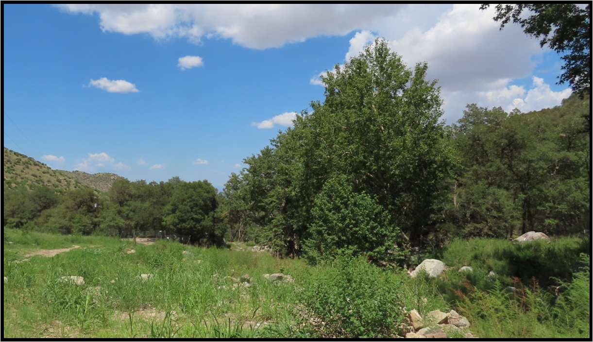 A lush green field with trees and mountains in the background